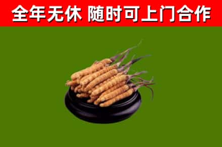 内丘县烟酒回收冬虫夏草.jpg