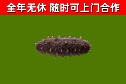 内丘县烟酒回收干海参.jpg